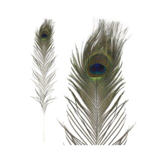 Eleganza Large Peacock Eye Feathers 76-88cm 5CT