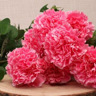 Carnation Bush x 8 Flwrs Pink