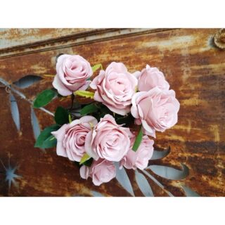 Antique Rose Bush x 9  Pink