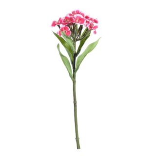 Real Garden Dianthus on Short Stem Beauty (32cm)