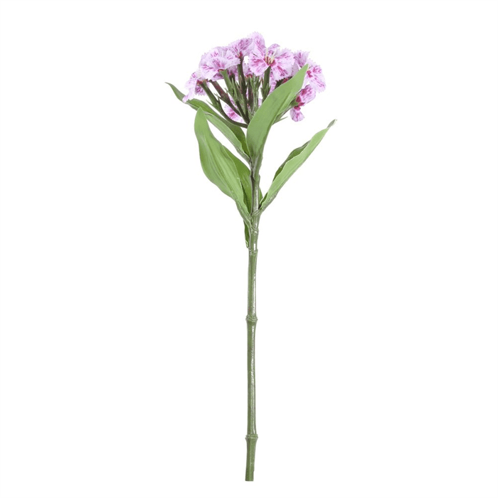 Real Garden Dianthus on Short Stem Purple (32cm)