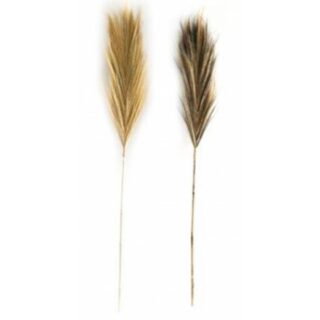 Natural Interiors Dried Broom Grass - Small - NI8915