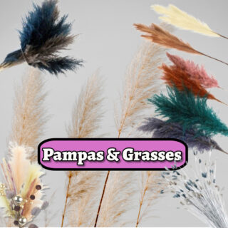 Pampas & Grasses