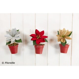 Poinsettia In Mini Pot Assorted Colour's - FL96324