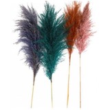 Pk3 Botanical Love Pampass Grass - BL0499