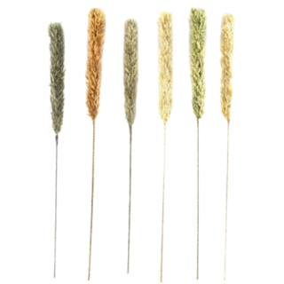 Pk2 Natural Interiors Avana Grass Sticks - NI2036 (RANDOM SENT)