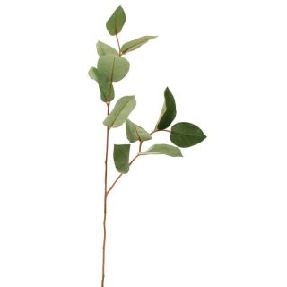 Salal Leaf Spray W/11 Lvs Dark Green