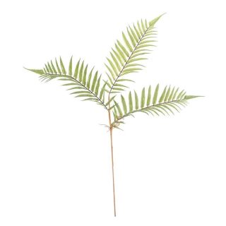 Boston Fern Spray