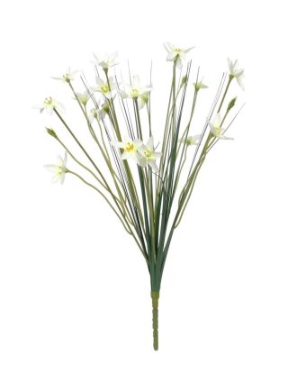 Zephyranthes Candida Bush (17 inch)-SF8357