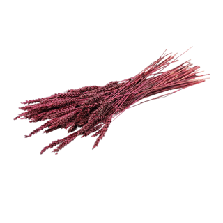 Dried Wheat Garnet Bunch of 200g - SEC-FL-BLE-20