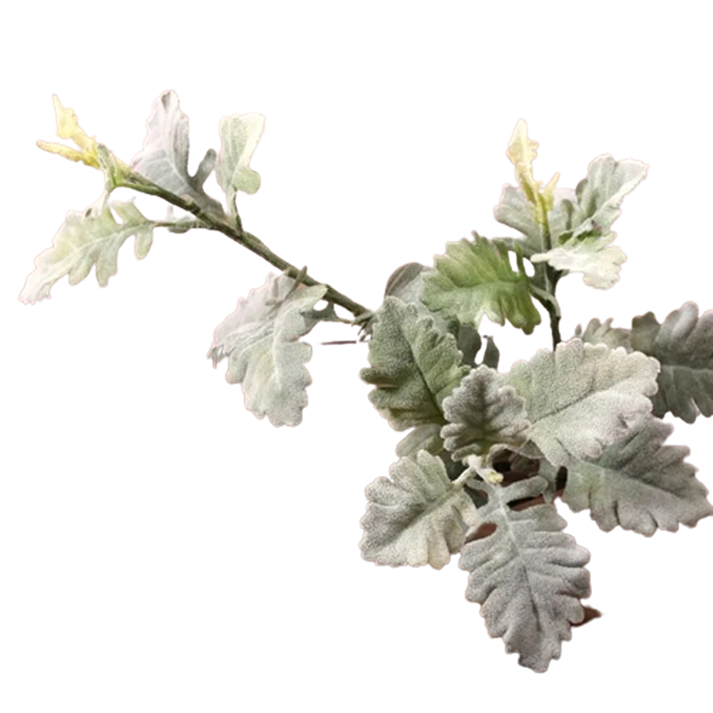Long Stem Dusty Miller Spray Grey/Green - SF0803G