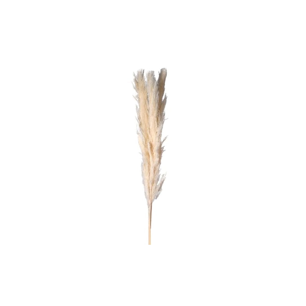 3 pcs White Pampas Grass
